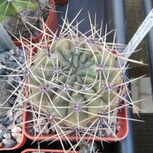 Gymn. gibbosum v. ferox -MG-