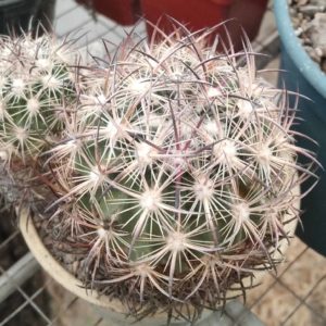 Echinomastus unguispinus SB1727 -MG- своє коріння-