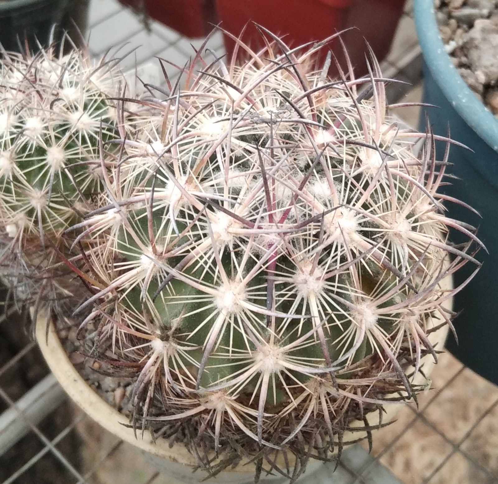 Echinomastus unguispinus SB1727 -MG- своє коріння-
