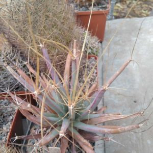 Leichtenbergia principis - cube-8cm-