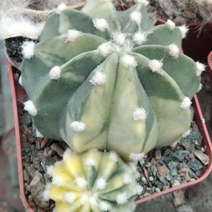 Echinopsis subdenudata f. variegata -seeds-насіння-