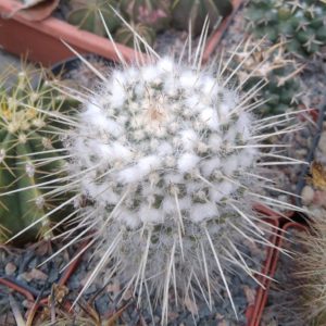 Mamm. nejapensis v. longispina -cube-8cm-