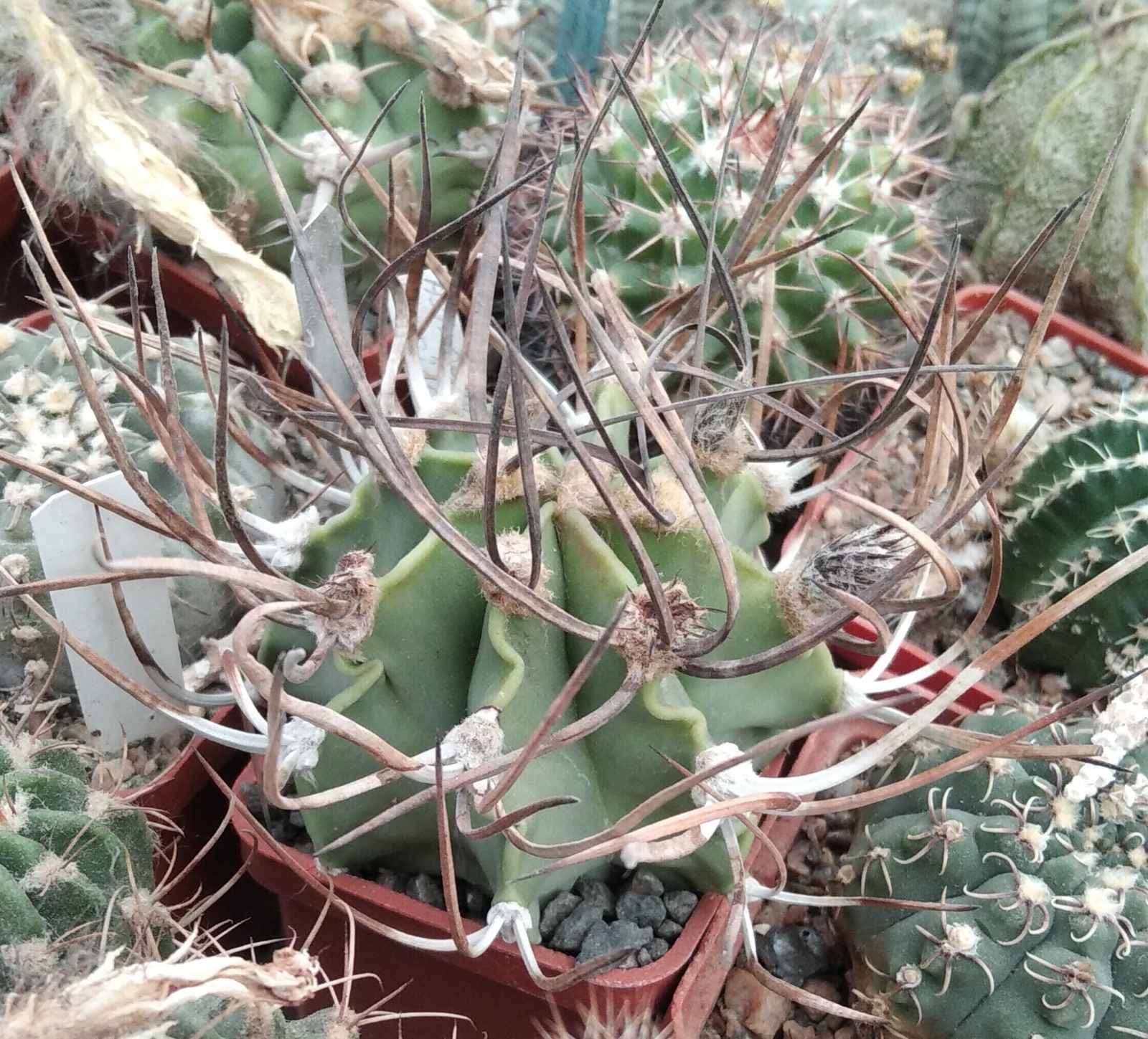 Astrophytum crasispinum -cube-5cm-