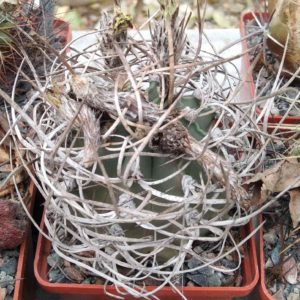 Astrophytum  niveum -PAN- super sp.- cube-8cm-