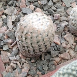 Pelecyphora valdesiana - L.Bercht-