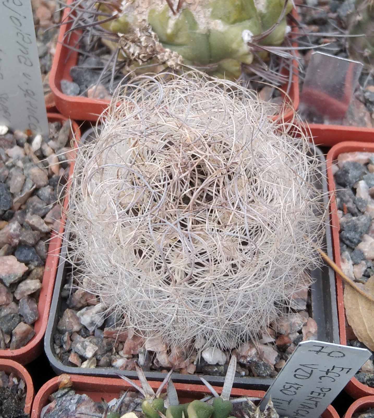 Neoporteria  senilis - cube- 6cm-