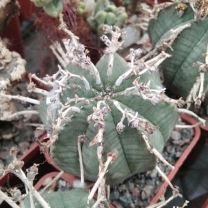 Euphorbia obesa x valida -cube-5cm-