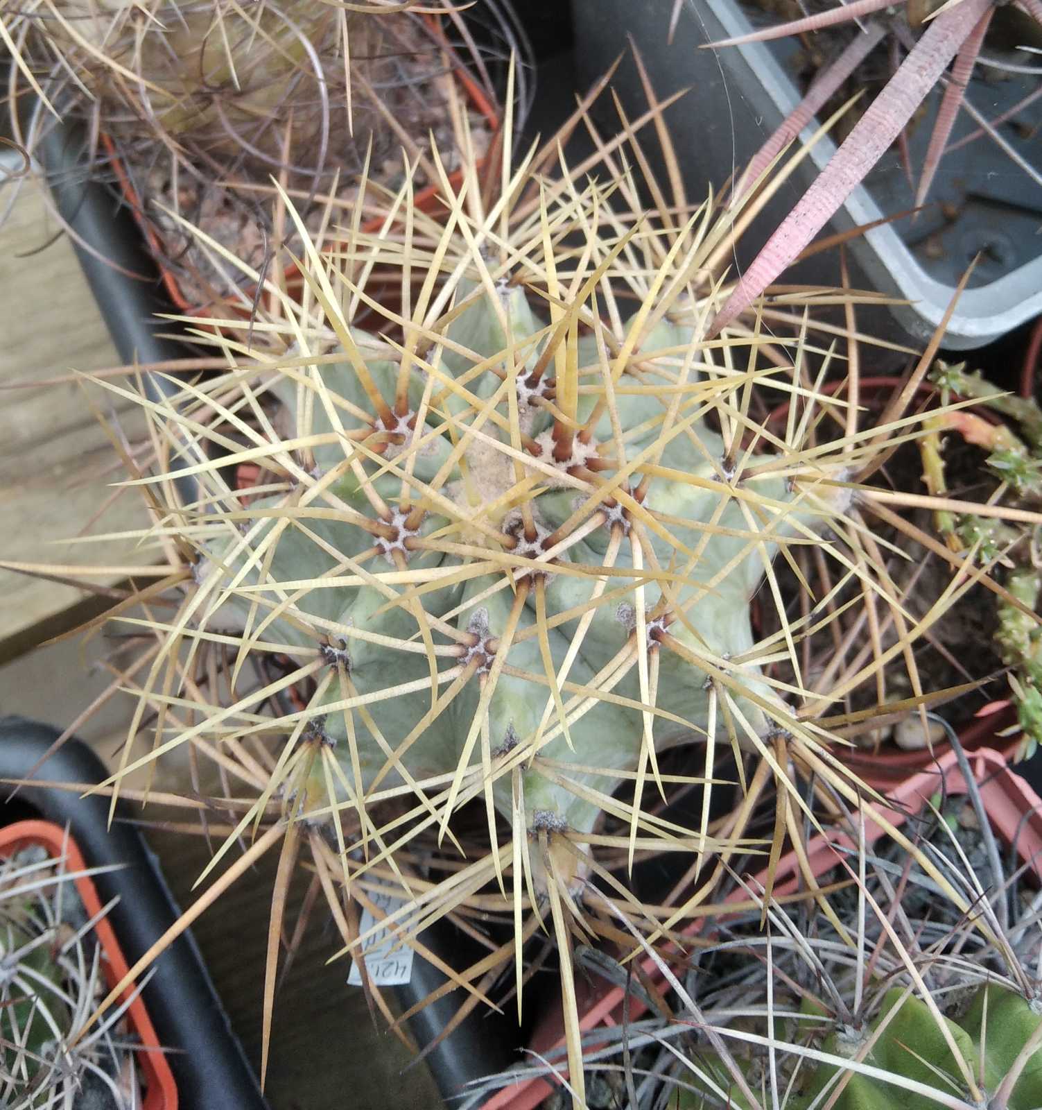 Ferocactus  glaucescens -MG- cube-8cm-hard culture-