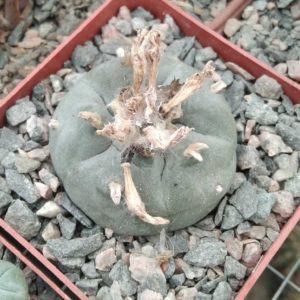 Lophophora williamsii -San Vinsent- cube-7cm-