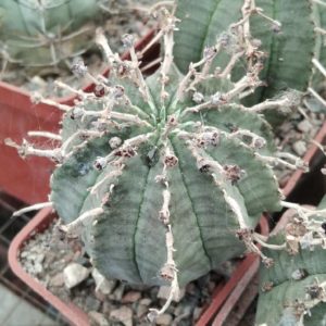 Euphorbia obesa x valida -cube-5cm-