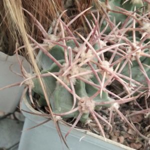 Echinocactus parryi -Samalyuca-