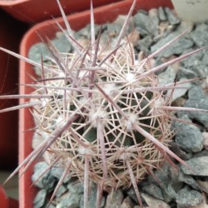 Echinomastus jonsonii v. lutescens -rare!-сube-6cm- своє коріння-