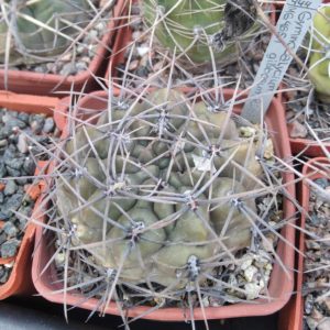 Gymn. gibbosum v. nigrum -MG-