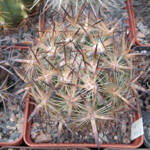 Echinomastus laui -Salinas- cube-8cm-