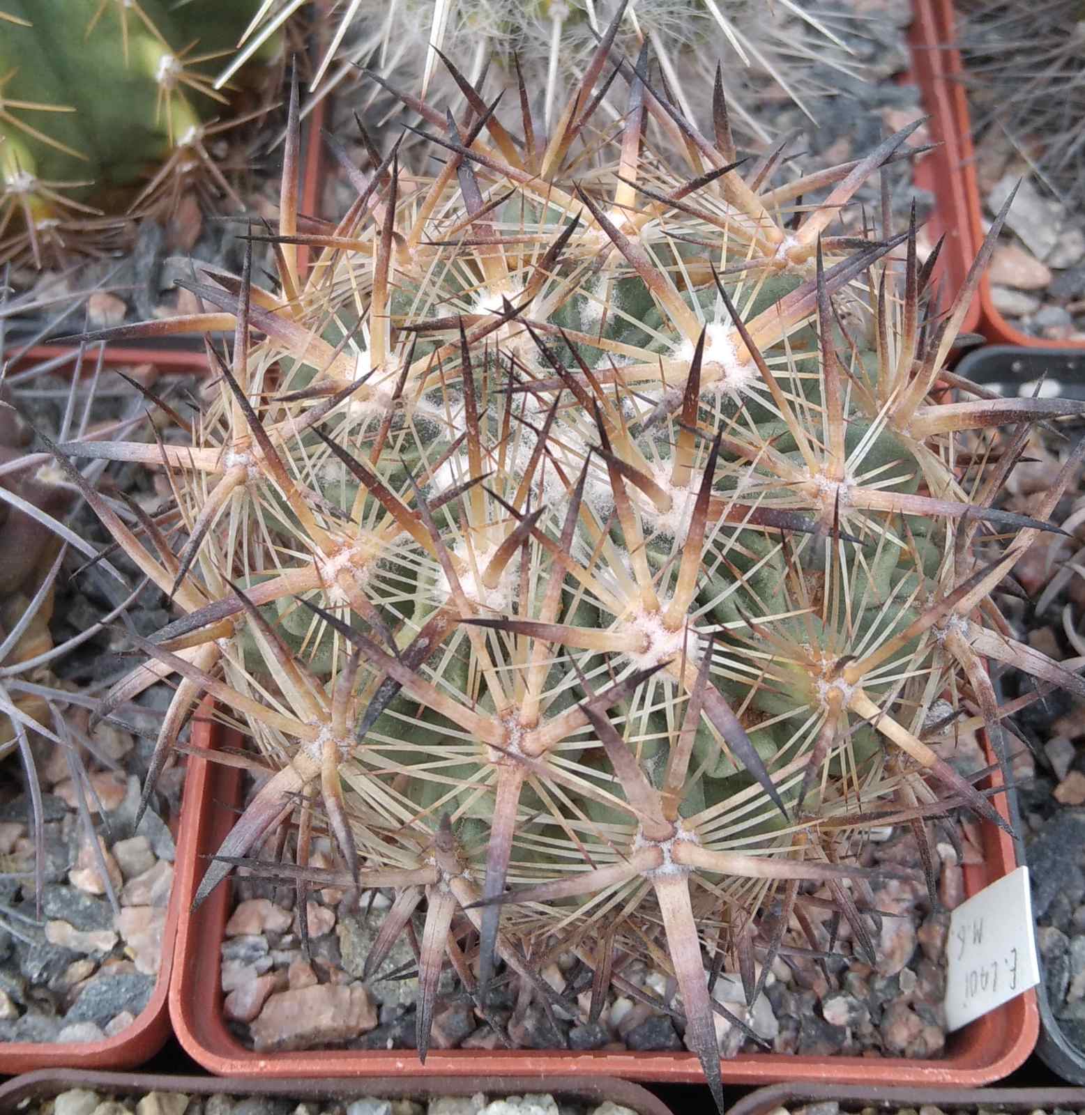 Echinomastus laui -Salinas- cube-8cm-