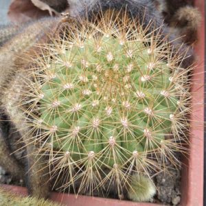 Matucana calvescens- біля 8см-