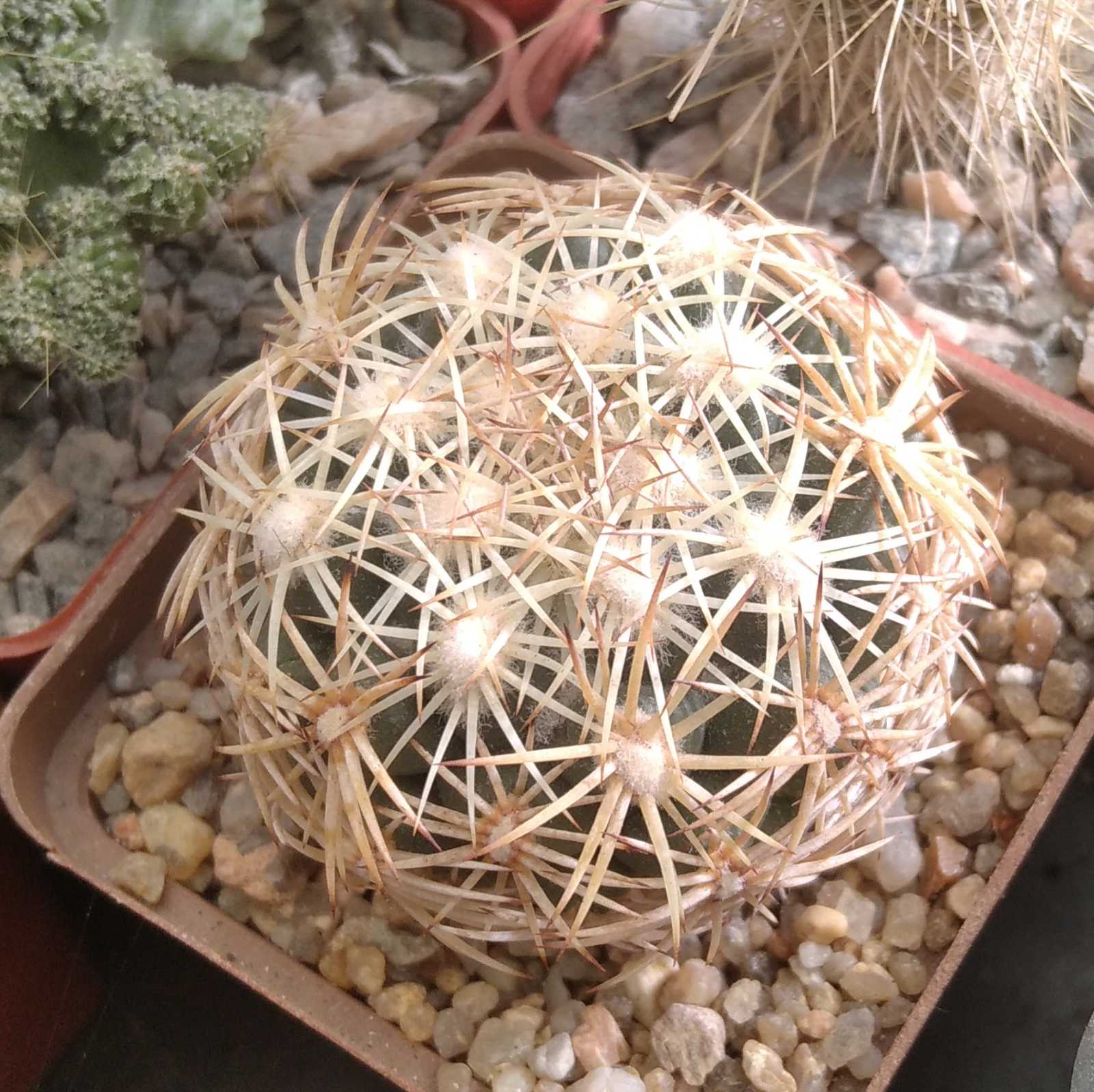 Coryphantha radians