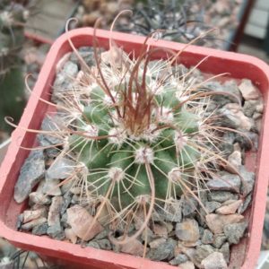 Parodia maxima -MG-