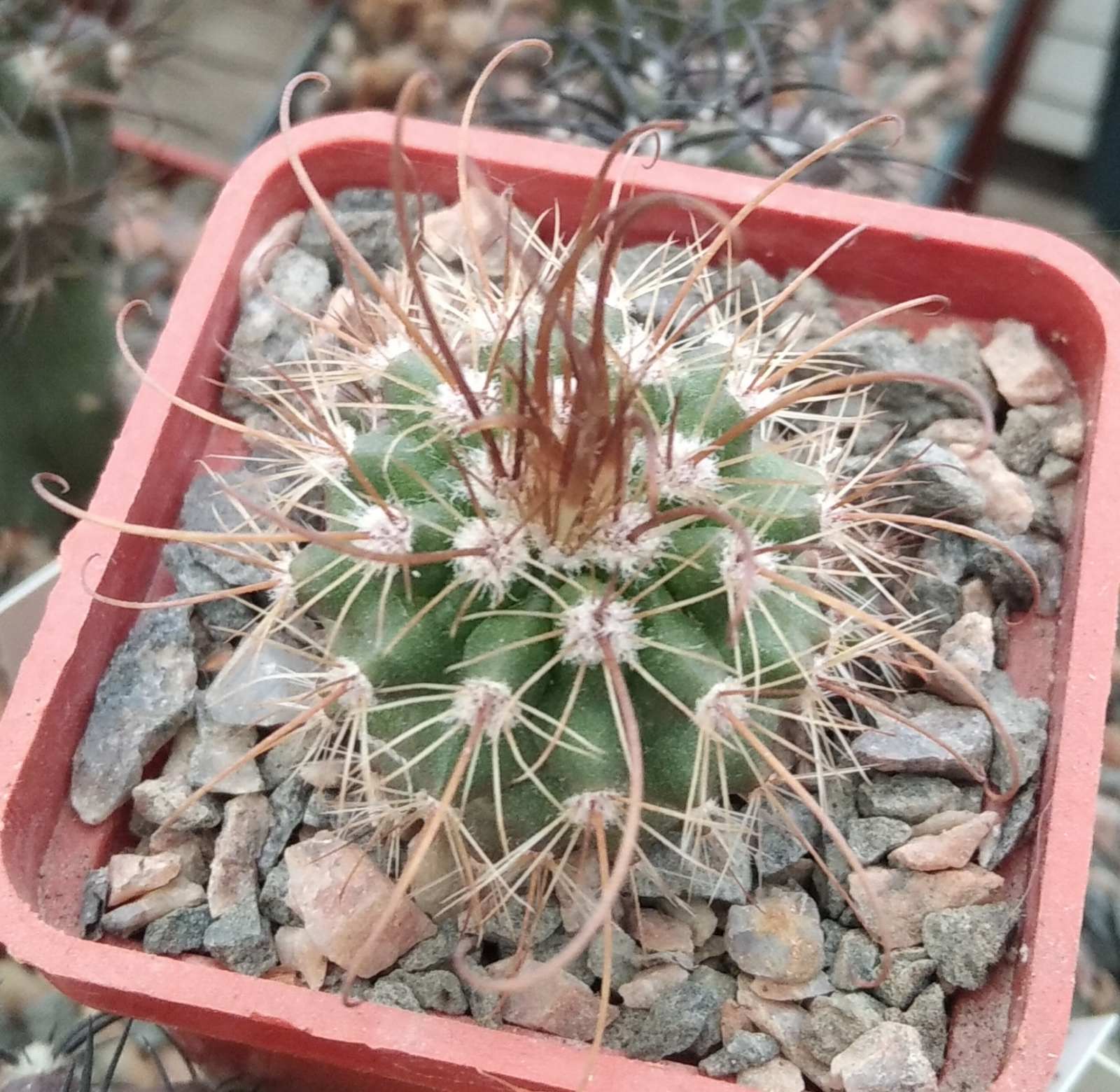 Parodia maxima -MG-