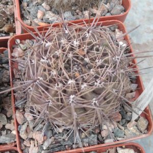 Gymnocalycium  netrelianum - cube-7cm- 15 років-