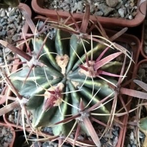 Ferocactus latispinus -red spines- PP- cube-9cm-