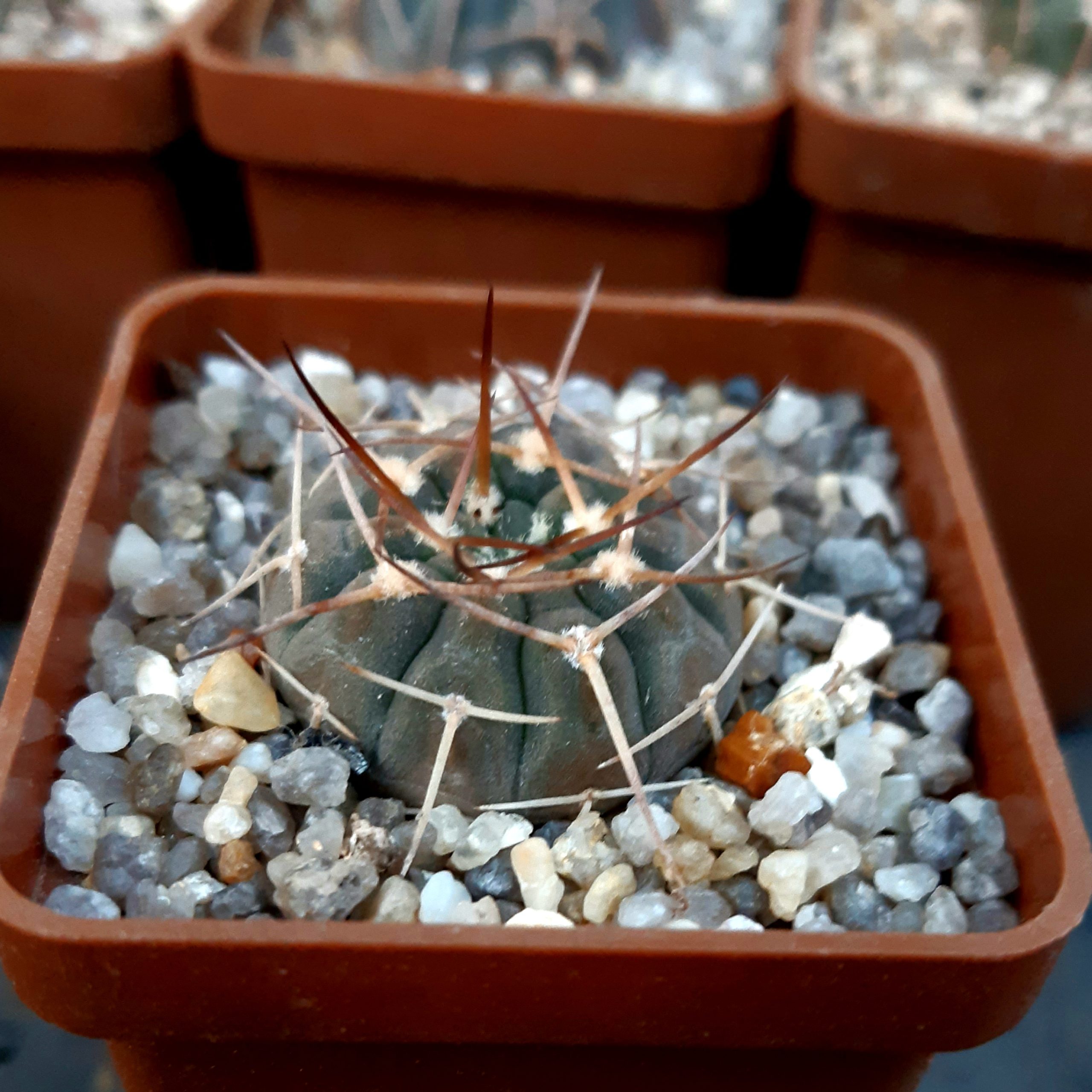 Gymnocalycium stellatum 'paucispinum'