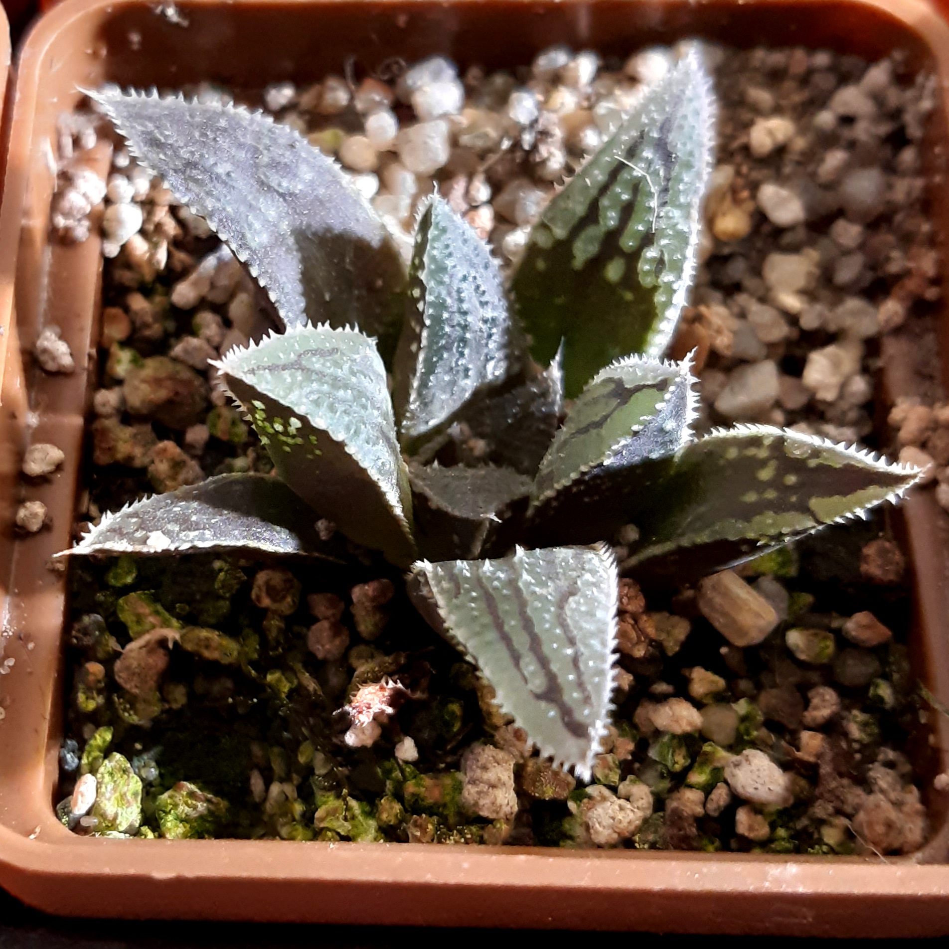 Haworthia x 'Yumedono'