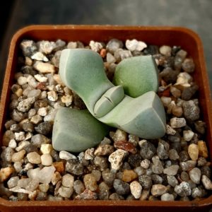 Lapidaria margarethae