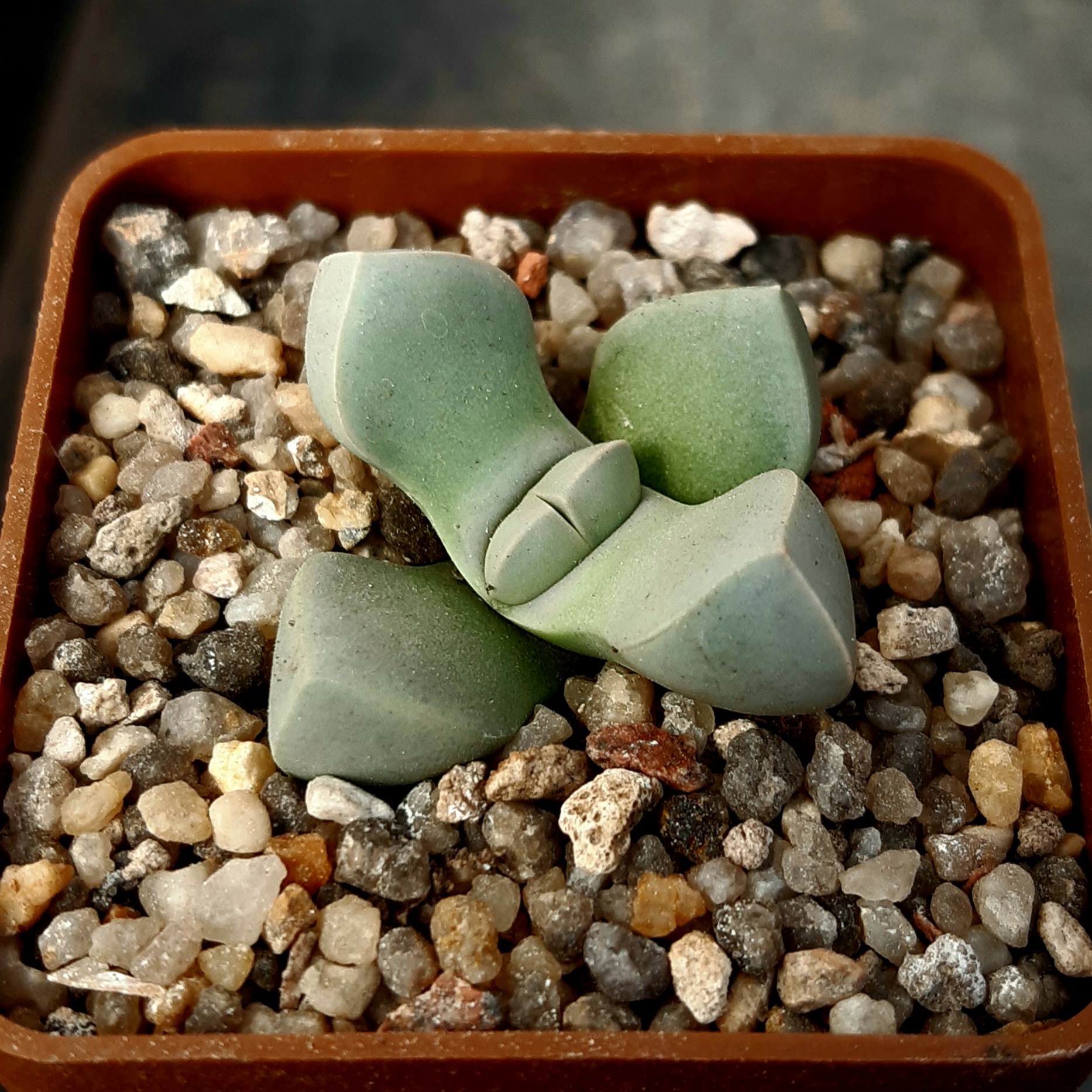 Lapidaria margarethae