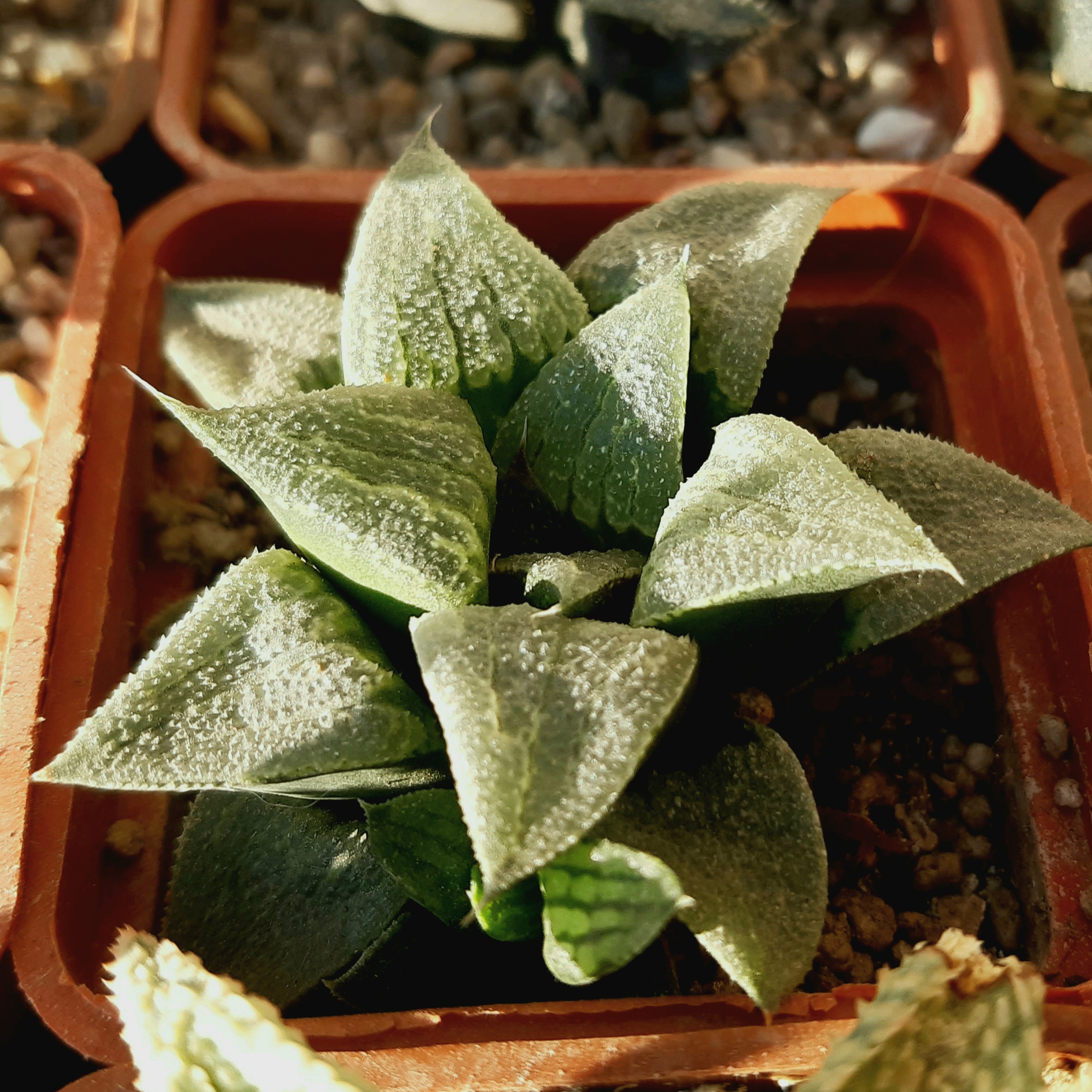 Haworthia pygmaea hybrid