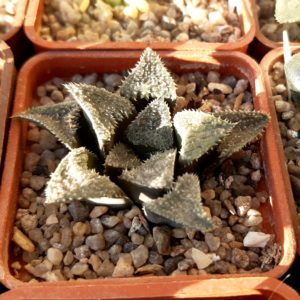 Haworthia multihybrid