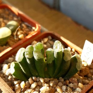 Haworthia x truncata 'Kageboshi'