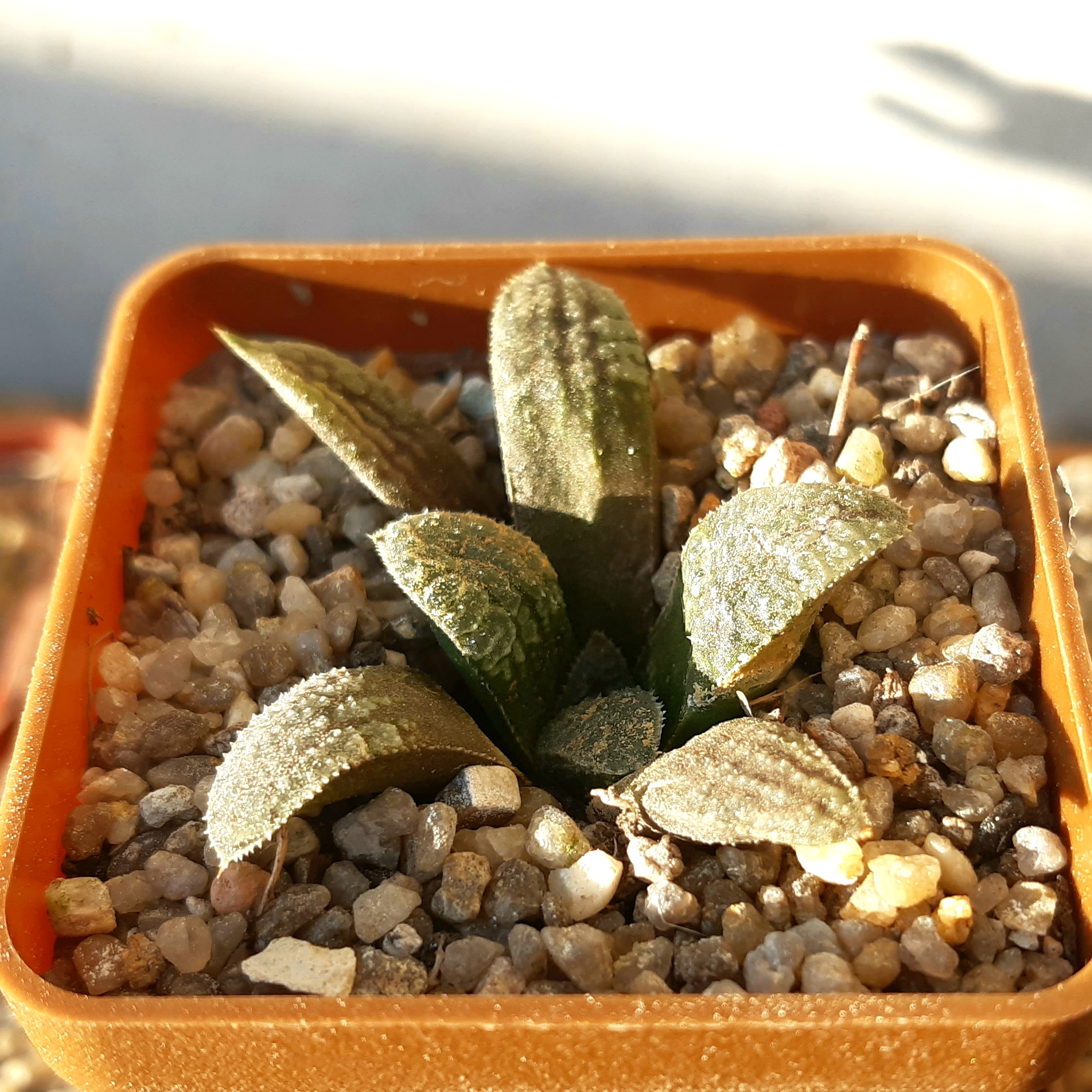 Haworthia x 'Yumedono'