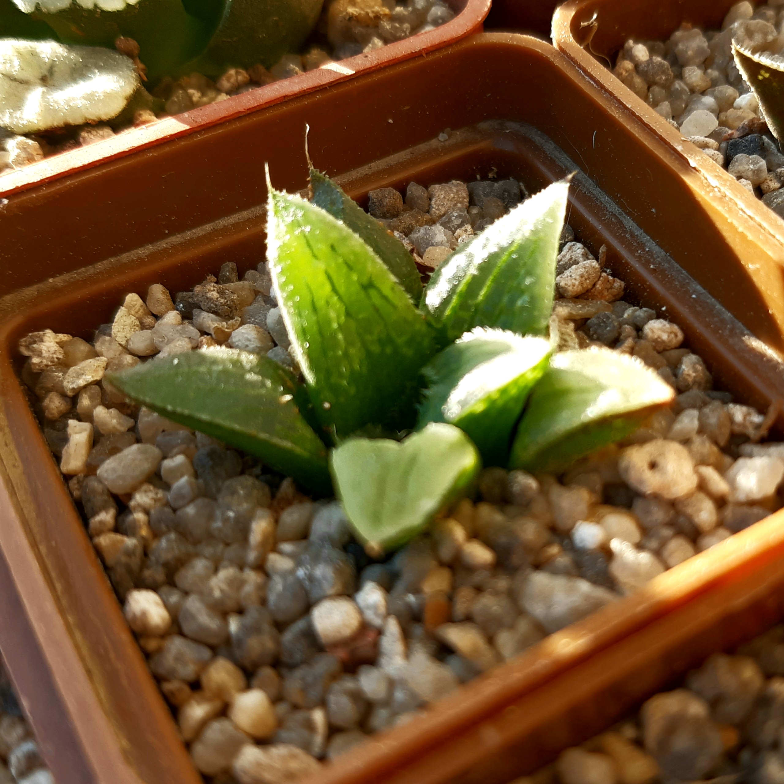 Haworthia mirabilis hybrid