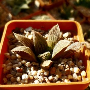 Haworthia x 'Yumedono'