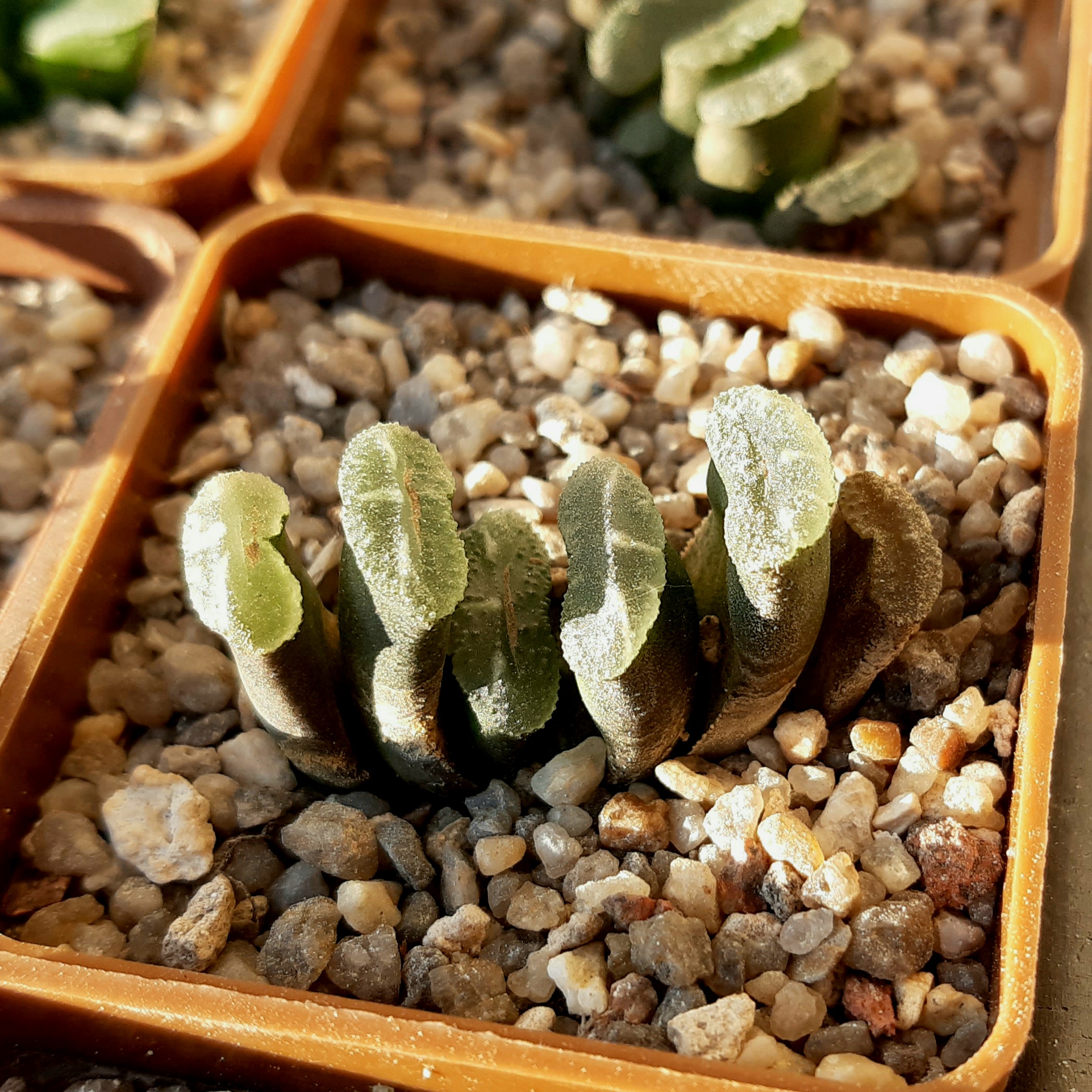 Haworthia truncata Japan