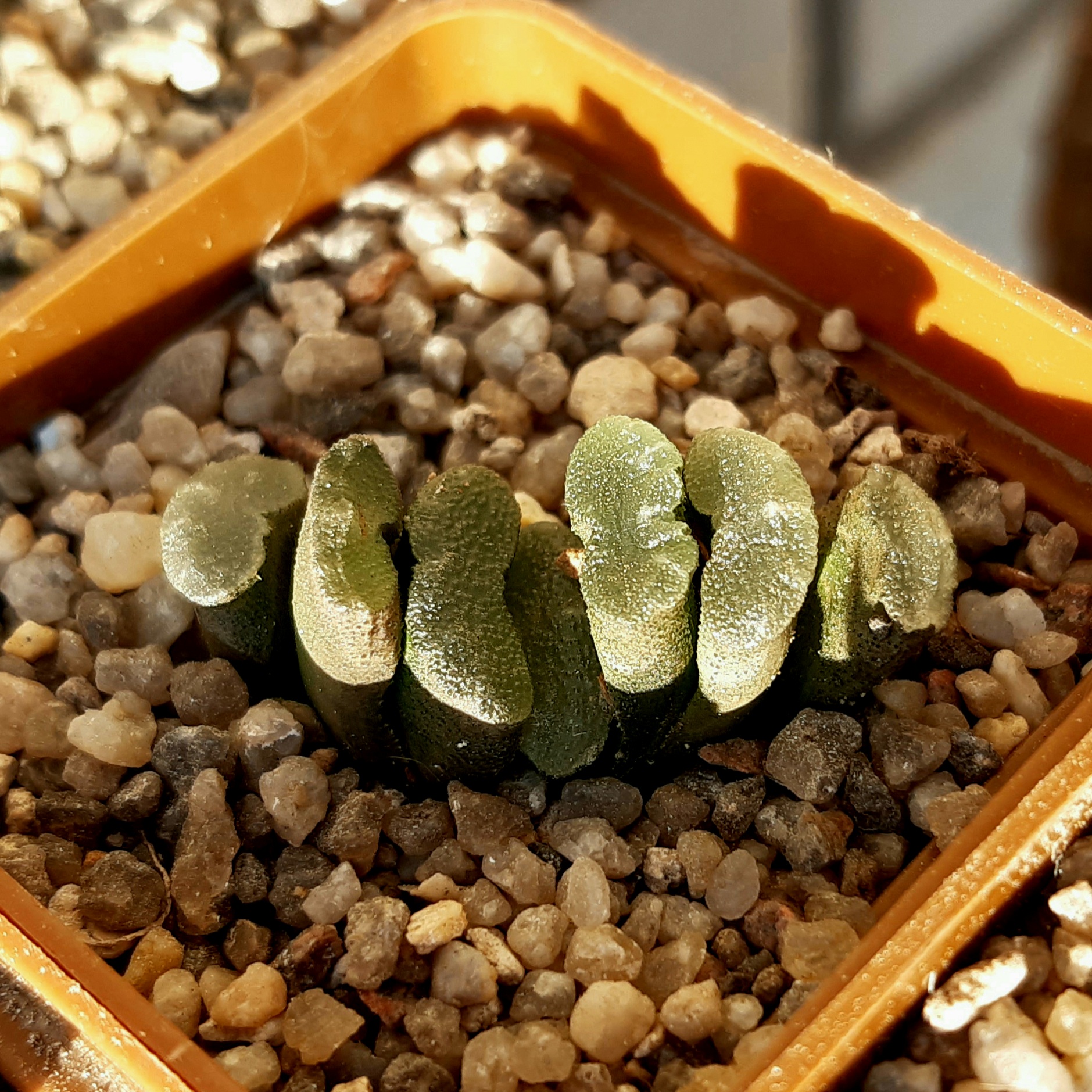 Haworthia truncata Japan