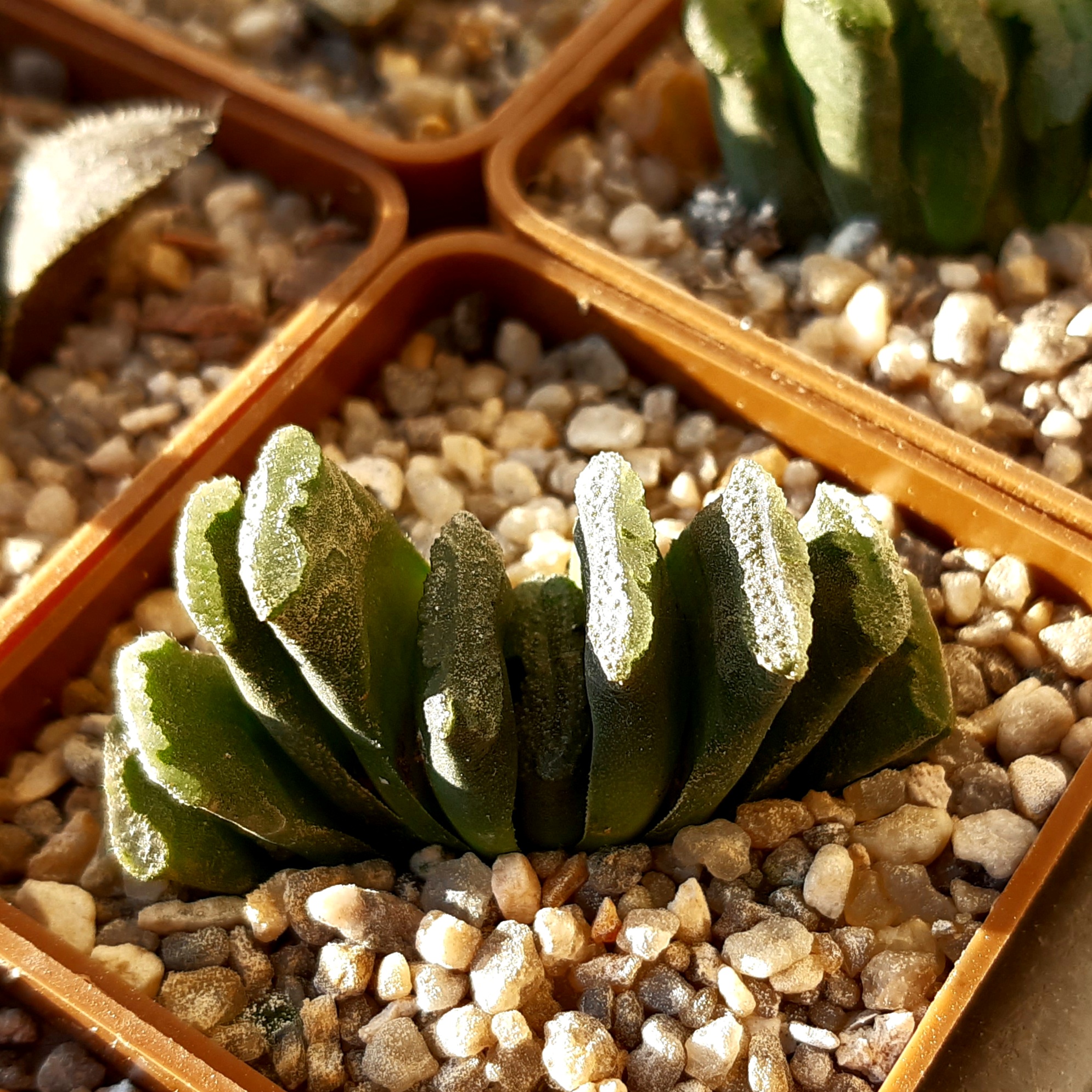 Haworthia truncata Japan