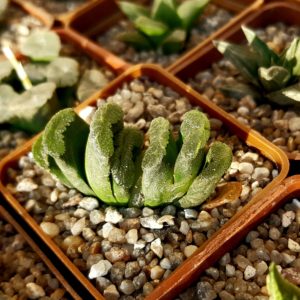 Haworthia x truncata 'Kageboshi'