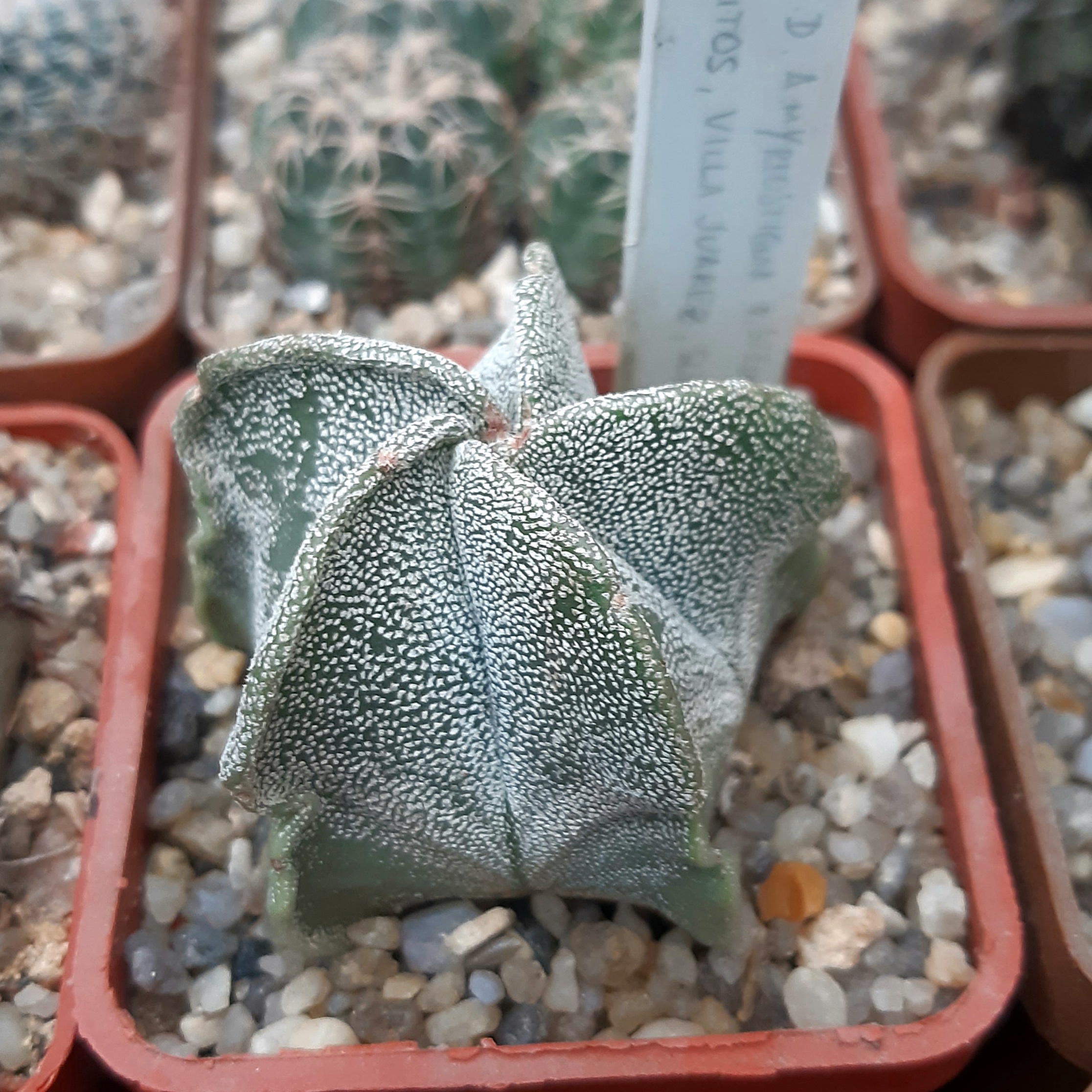 Astrophytum myriostigma 'strongylogonum' MZ589 Cerritos, Villa Juarez, SLP