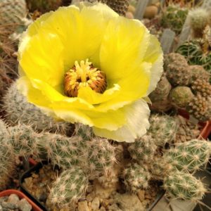 Сumulopuntia bulbispina -пагони-