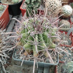 Ferocactus horridus -cube-12cm-