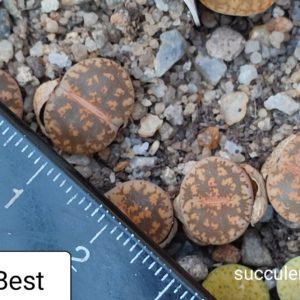 lithops lesliei Best