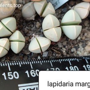 lapidaria margaretae
