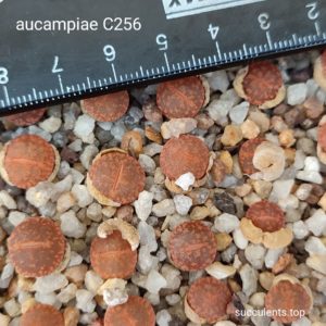 lithops aucampiae C256
