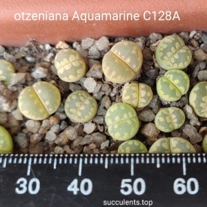 lithops otzeniana Aquava Marine C128A