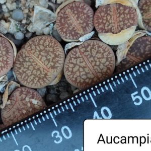 lithops aucampiae C54