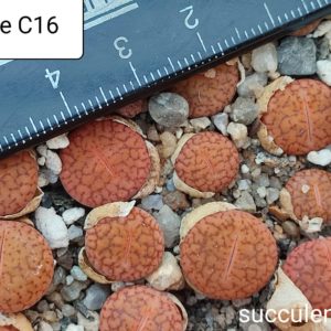 lithops aucampiae C16
