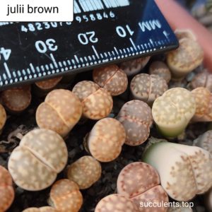 lithops julli brown