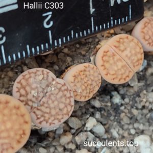 lithops hallii C303